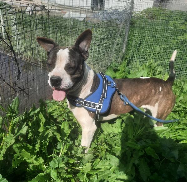 Franco, Dolcissimo Simil Pitbull Di 4 Anni